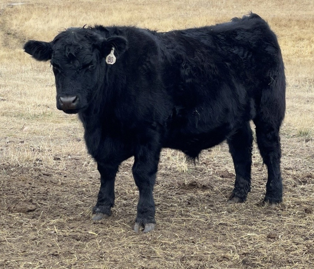 Ranch landscape under big sky
