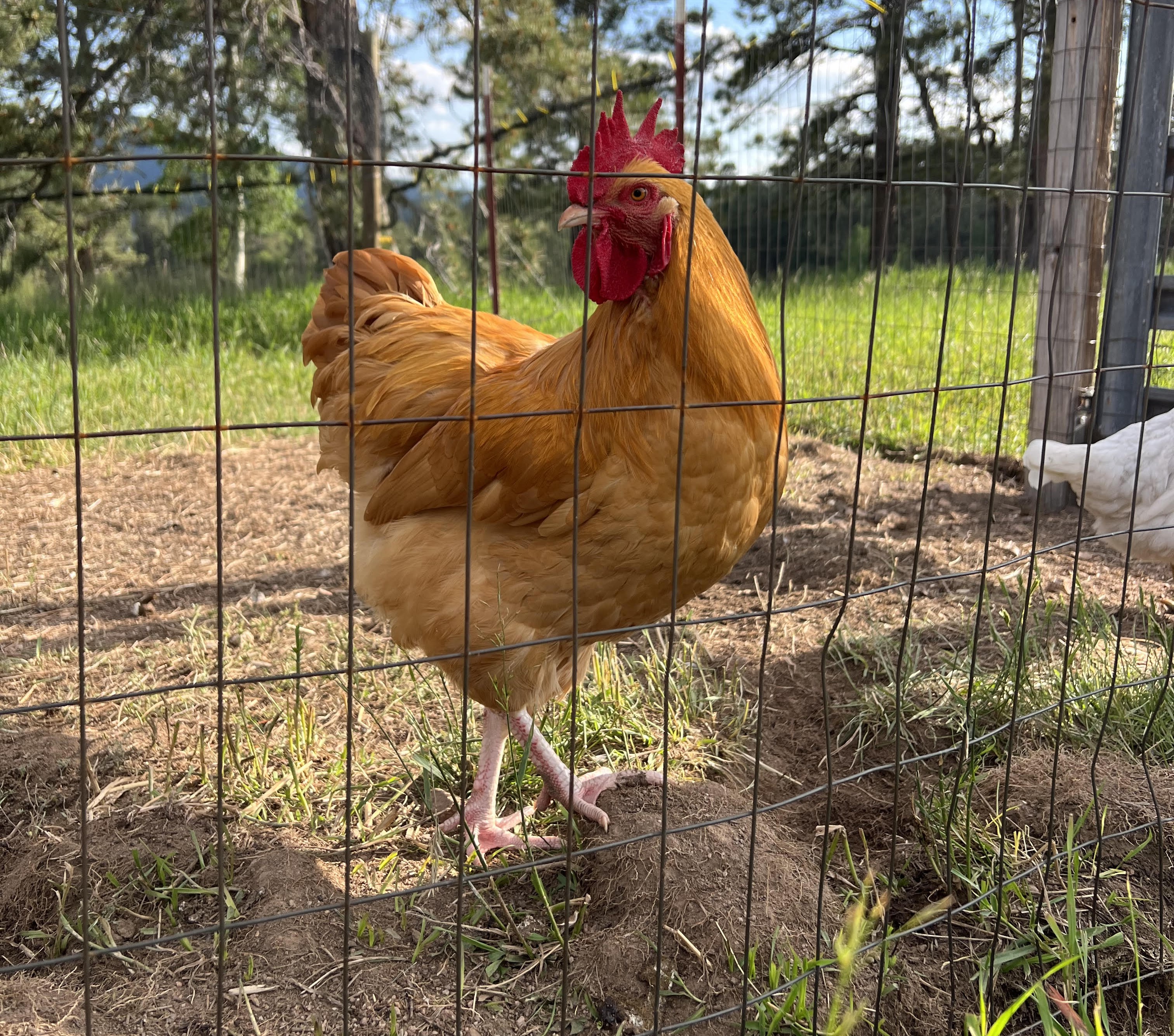 Randal the Rooster